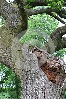 Old oak tree with rotted trunk