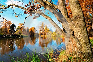 An old oak tree on the shore of a pond in a city Park on a Sunny autumn day