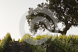 An old oak tree stands guard over a young vineyard