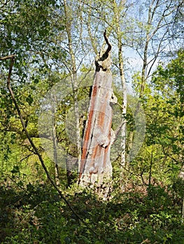 An old oak tree, stripped of its bark stands in a clearing in bright sunlight