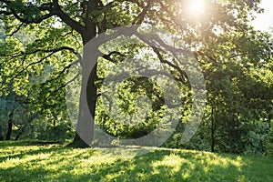 Old oak tree in summer sunset on meadow