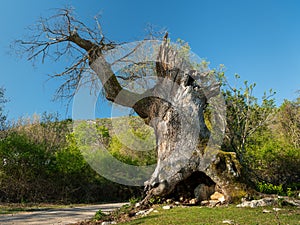 The old oak tree of Sveti Petar on a sunny day in spring