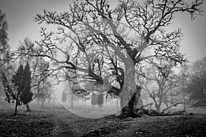 Old oak tree photo