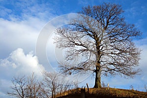 A old oak tree at top of hill