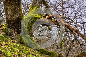 Old oak tree at Tribec mountains