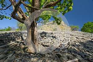 Old oak tree under Steblova skala basalt rock on Cerova Vrchovina mountains