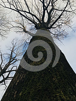 Old oak tree which shed leaves with green moss and blue sky