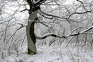 old oak tree in winter forest