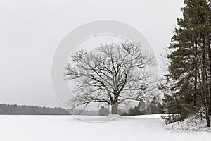 an old oak tree in winter during a snowfall, falling snow