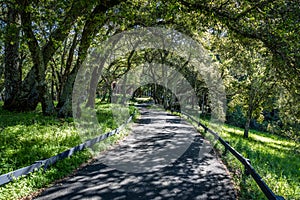 Old oak trees arch over a paved jogging path making partial shade on a hot sunny day