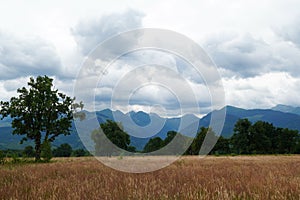 Old oak trees forest, high grass hayfield and Fagaras Mountains range in Transylvania, Romania, on cloudy summer day