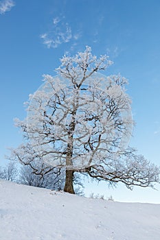 Old oak trees on a hill