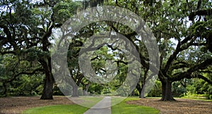 Old Oak Trees Panoramic