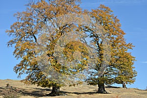 Old oak trees in romanian carpathians