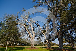 Old Oak Trees in Sunny Park