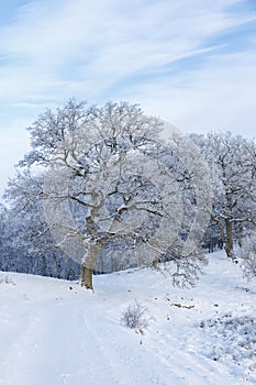 Old oak trees in winter