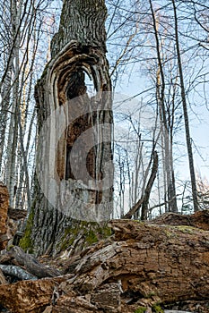 old oak trunk, hollow tree trunk, old tree in forest, wild, spring in nature