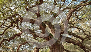 Old Oak Twisted Tree Branches