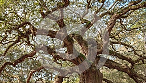 Starý dub zkroucený strom 
