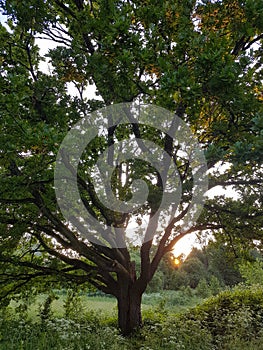 Old oak with vast green crown lit by setting sun