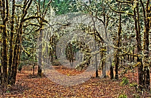 Old Oak Wilderness Moss HDR