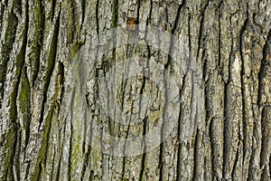 Old oak Wood Tree Texture Background Pattern