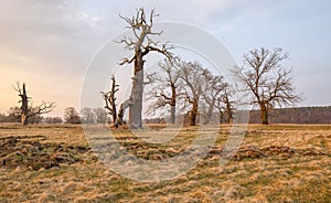 Old oaks. Dusk in Rogalin Landscape Park. Grazing meadows on the floodplains - Warta river valley