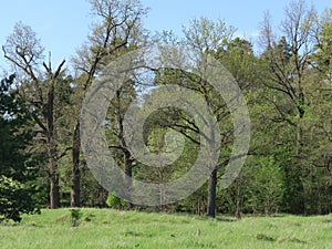 Old oaks on the forest side