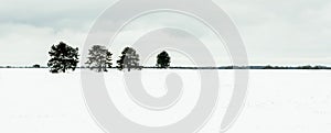 Old oaks in the middle of a snowy field. Photo contrast, conceptual