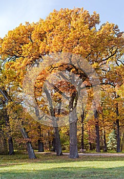 Old oaks in the park in autumn day