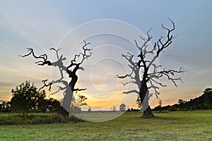 Old oaks in Wielkopolski National Park, Rogalin National Park, Poland