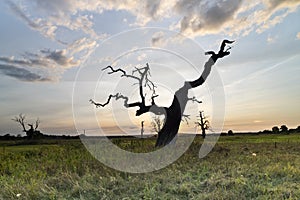 Old oaks in Wielkopolski National Park, Rogalin National Park, Poland