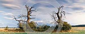 Old oaks in Wielkopolski National Park, Rogalin National Park, Poland