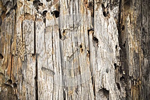 Old obsolete wood texture, background, Crimea