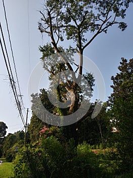 Old odd shaped oak tree