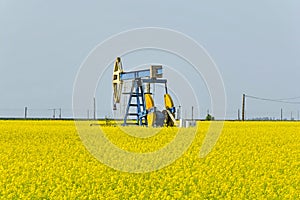 Old oil pump jack in canola rapeseed field.