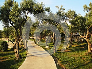 Old olive grove