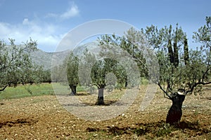 Old Olive Grove