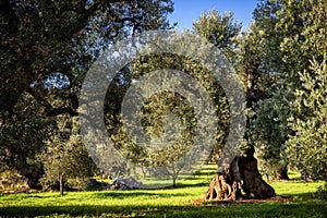 Old olive grove in Autumn in Puglia Apulia â€“ Italy