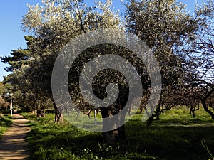 Old olive grove