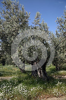 Old Olive Tree photo