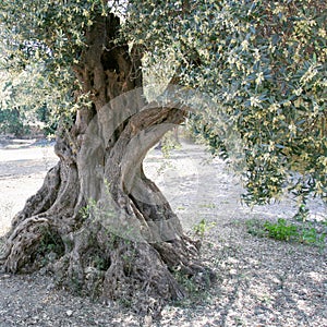 Old olive tree