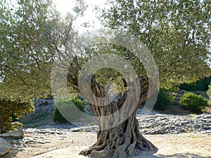 Old olive tree photo