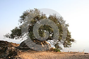 Old olive-tree