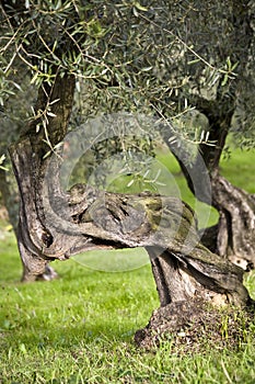 Old olive tree