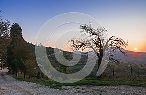 An old olive tree against the background of the sunrise. Italy.
