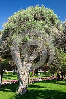 An old olive tree as an example of landscaping and native plantings design. Selective focus