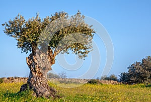 Old olive tree on blue sky and Flowery Landscape in Alentejo