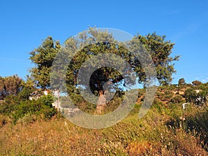 An Old Olive Tree, Early Morning Light