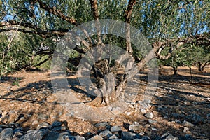 The old olive tree in the morning